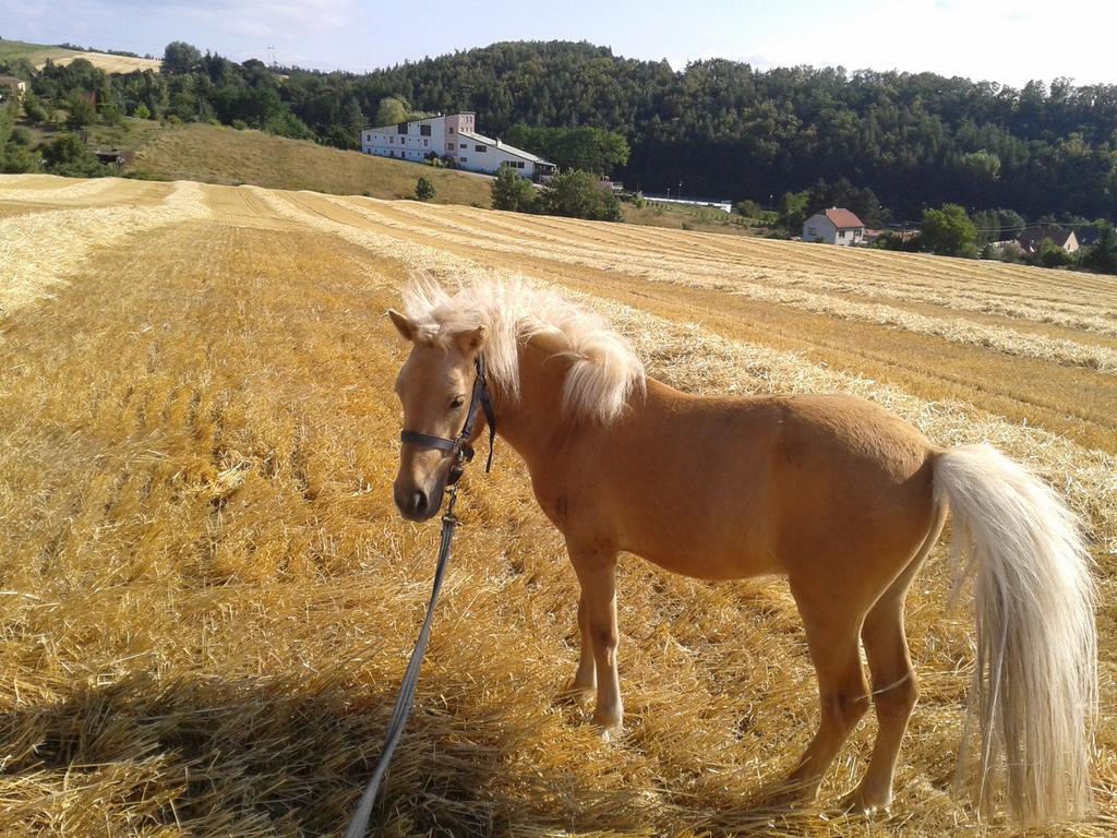Admiral Ricany (South Moravian) Exterior foto